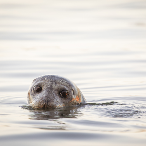 Morning Swim