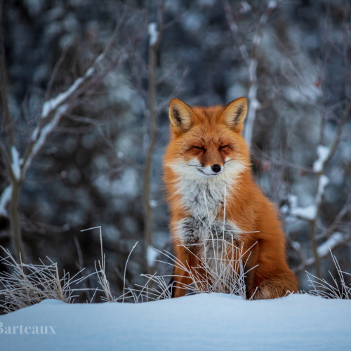 Happy Fox