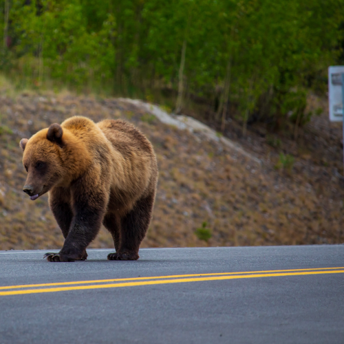 Lonely bear