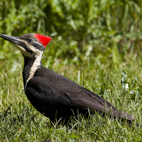 Pileated Woodpecker