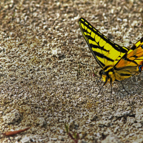 tiger swallowtail butterfly