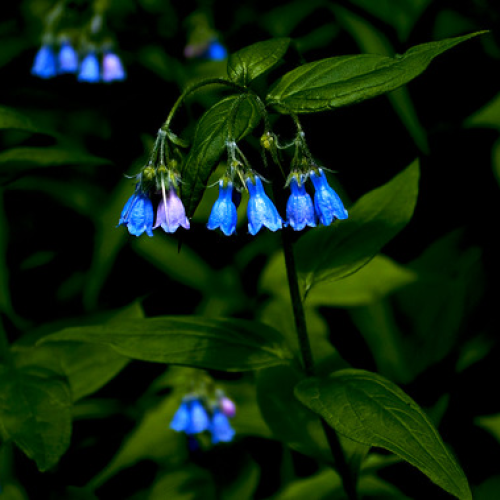 Wide Flowers