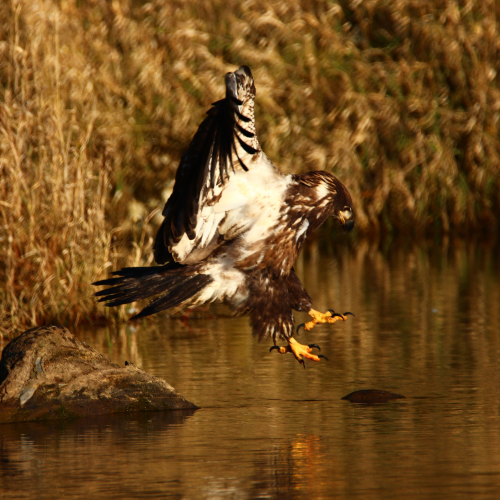  Juvenile Bald Eagle in Flight