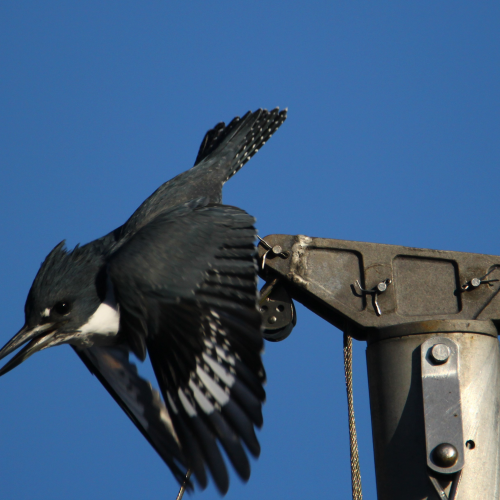 King Fisher in flight
