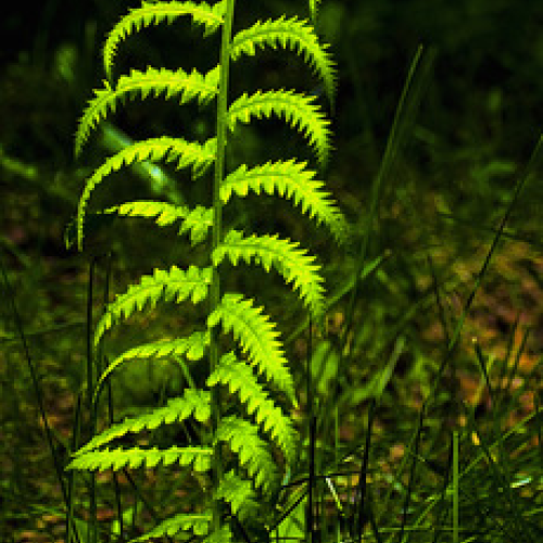 Arts of Green