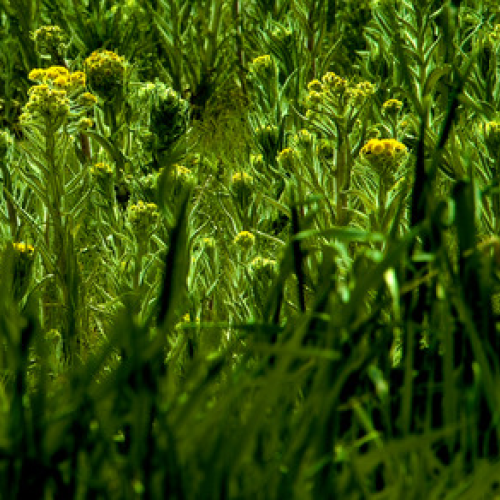 naturally green composition