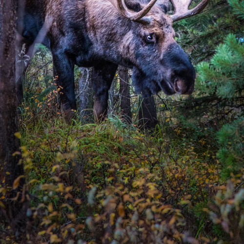 Hello Mr. Moose