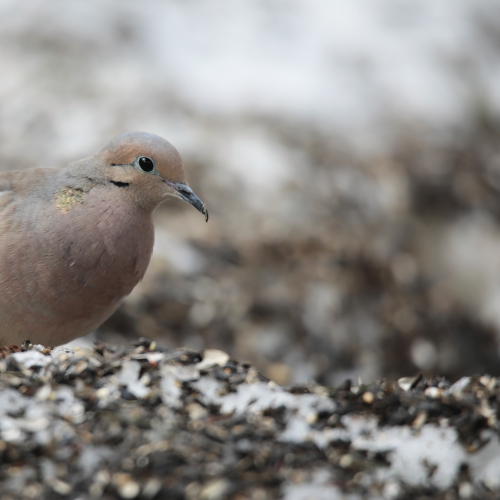 Seeds and snow