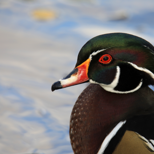 Head