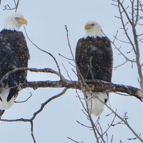 Twin Eagles