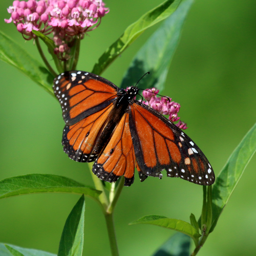 Monarch Butterfly