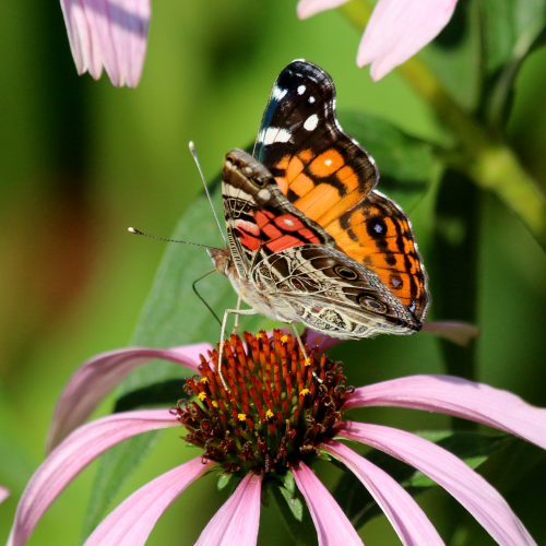 American Lady Butterfly