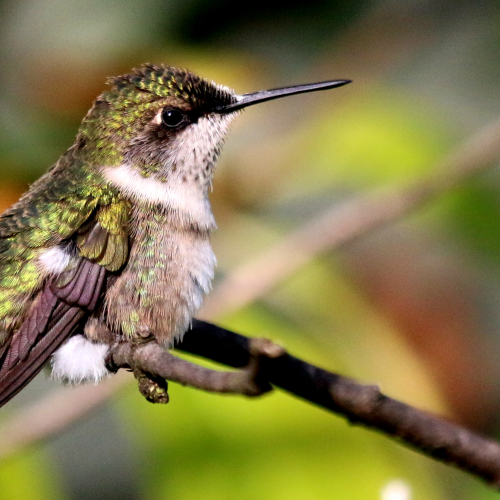 Ruby-throated Hummingbird