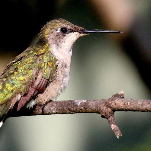 Ruby-throated Hummingbird