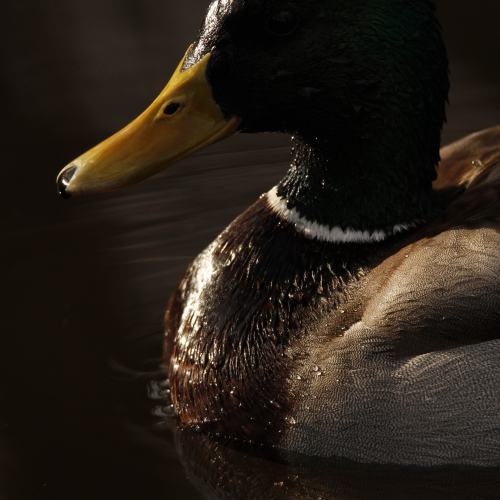 Mallard Portrait