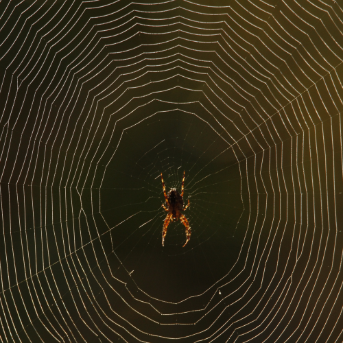 Lit Spider