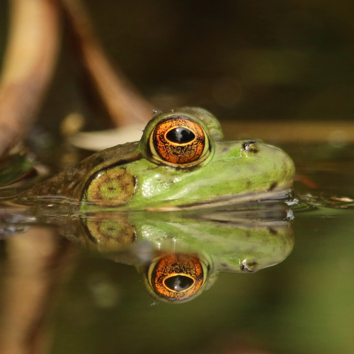Froggy Reflection