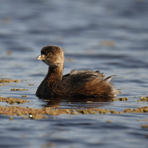 Grebe Portrait