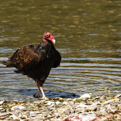 Beach Vulture