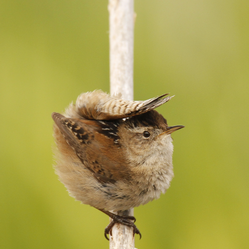 Wrapped Wren
