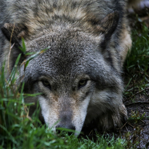 Wolf in the Rain