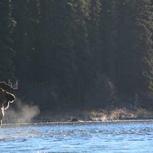 Frosty Moose