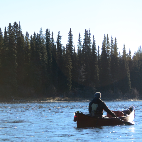 Moose in the fog