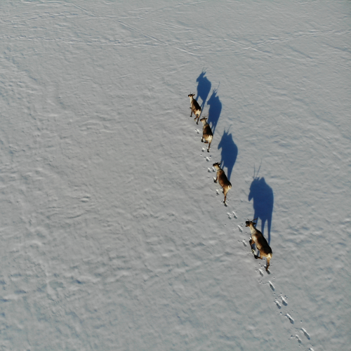 Caribou shadows