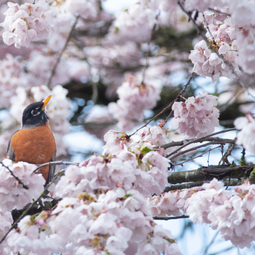 American Robin in Cherry Blossoms