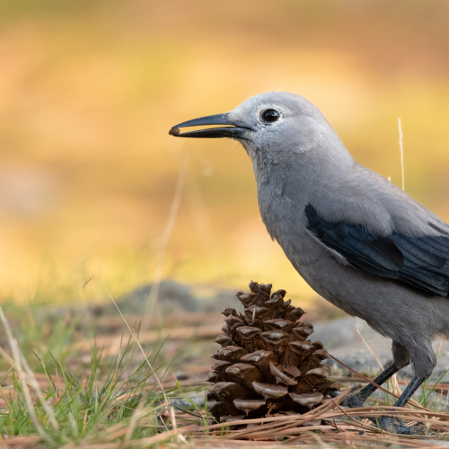 Clark's Nutcracker with a pine seed.