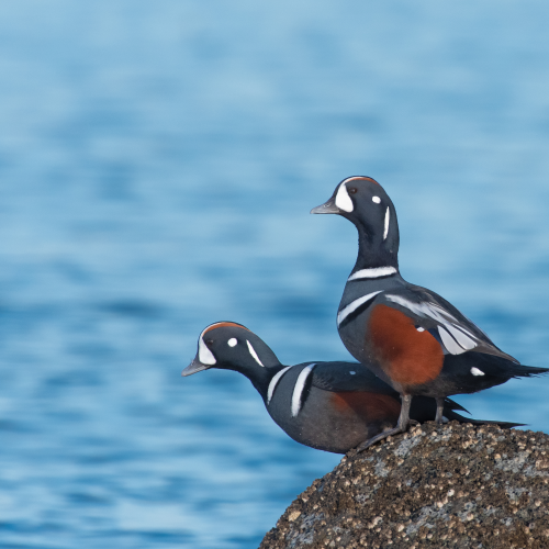 Jesters in a line - Harlequin Duck trio