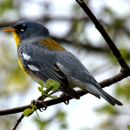 Northern Parula Warbler