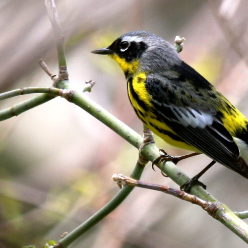 Magnolia Warbler