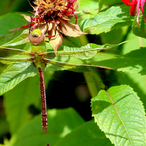 Green Darner Dragonfly
