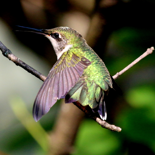 Ruby-throated Hummingbird