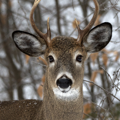 Young Buck