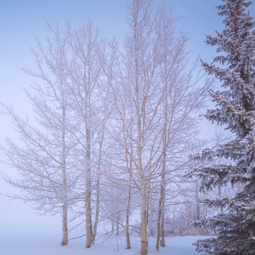 Winter Wonderland