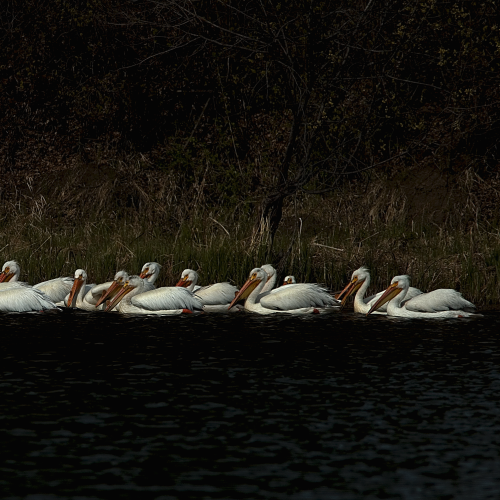 American White Pelican