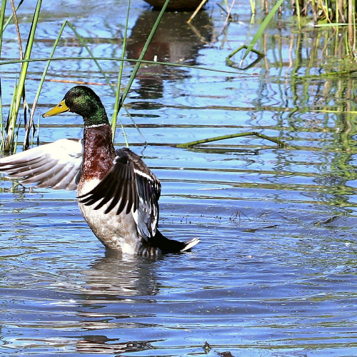 Duck at a local marsh