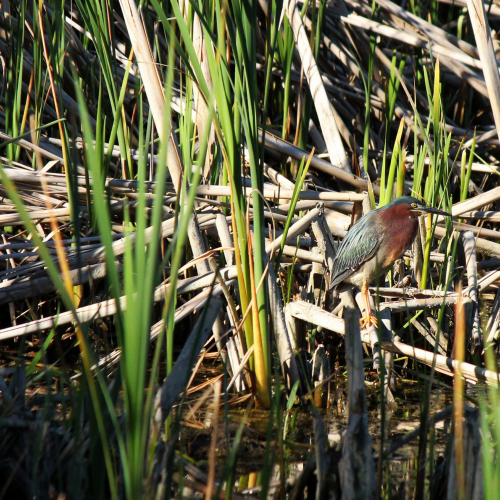 Greenback heron fishing
