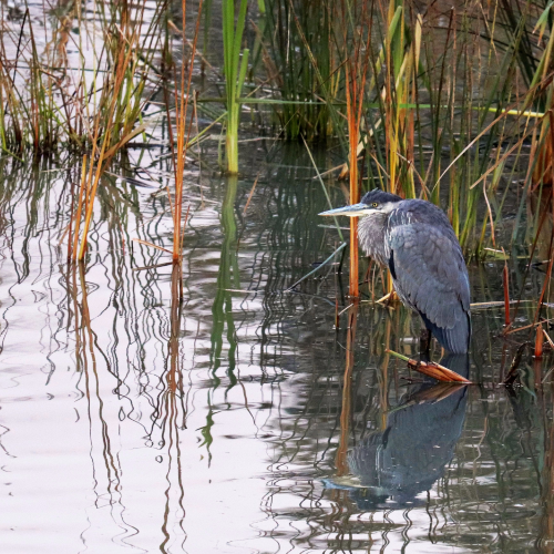  Heron fishing at our local marsh early November