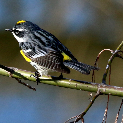 Yellow-rumped Warbler