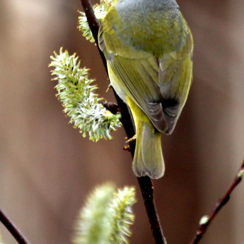 Nashville Warbler