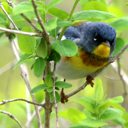 Northern Parula Warbler