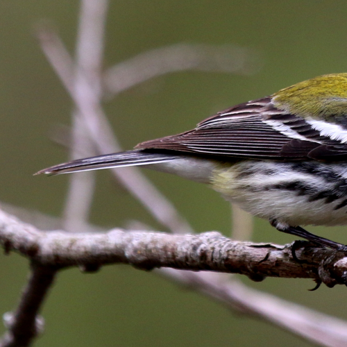 Black-throated Green Warbler