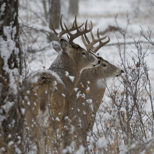 '2 Bucks'