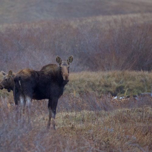 Cow and calf Moose