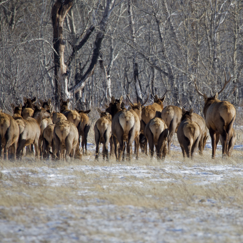 'Wapiti in the Wind'
