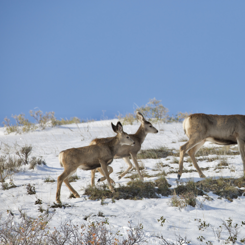 Mule Deer Doe & Fawns