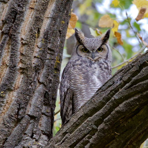 Great Horned Owl in tree 